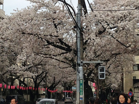 中野通りの桜