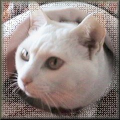 �˥��������